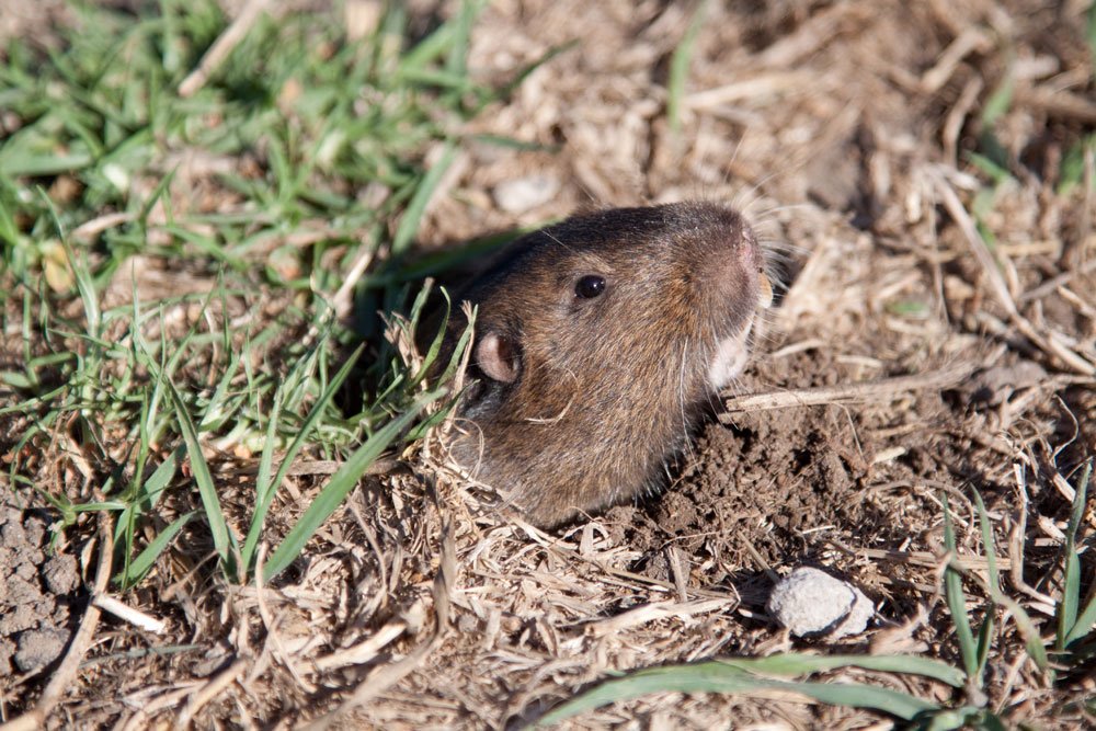 Wühlmaus im Erdreich Wühlmäuse im Garten