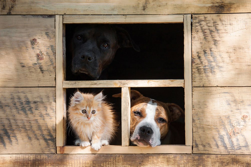 Tiere schauen aus Gartenhausfenster