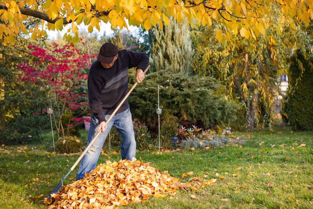 Mann harkt Laub Laub harken Herbst