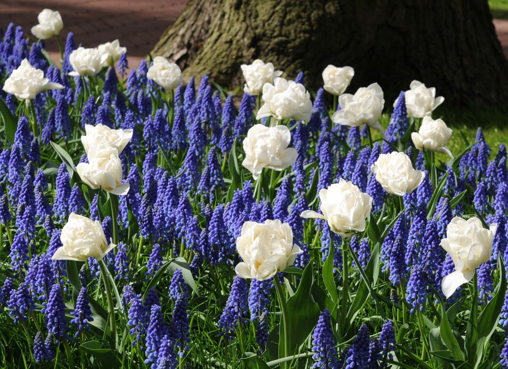 Trauebnhyazinthen und Tulpen