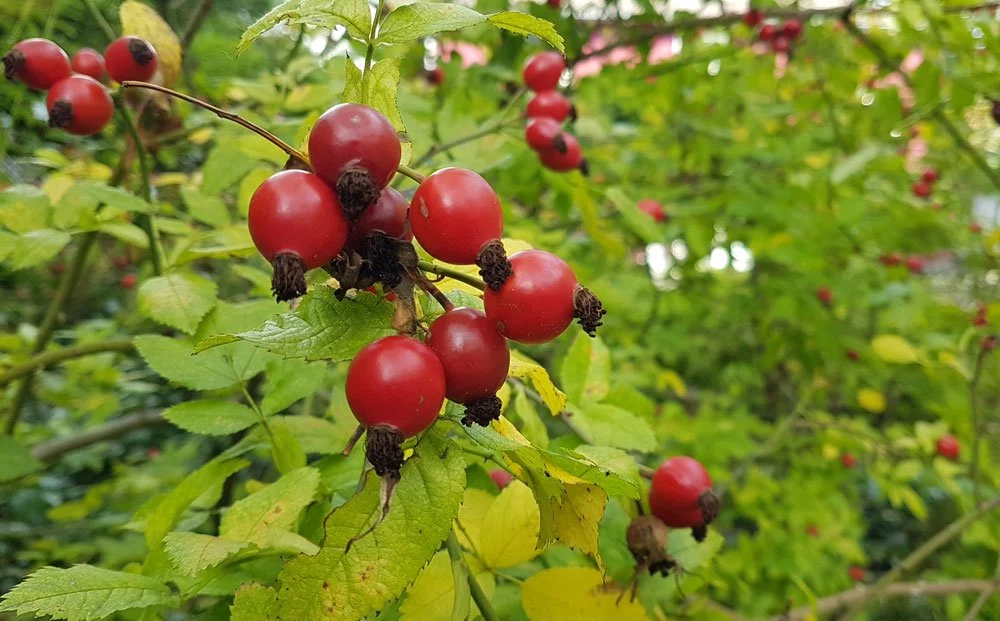 Heckenrose Heckenrose