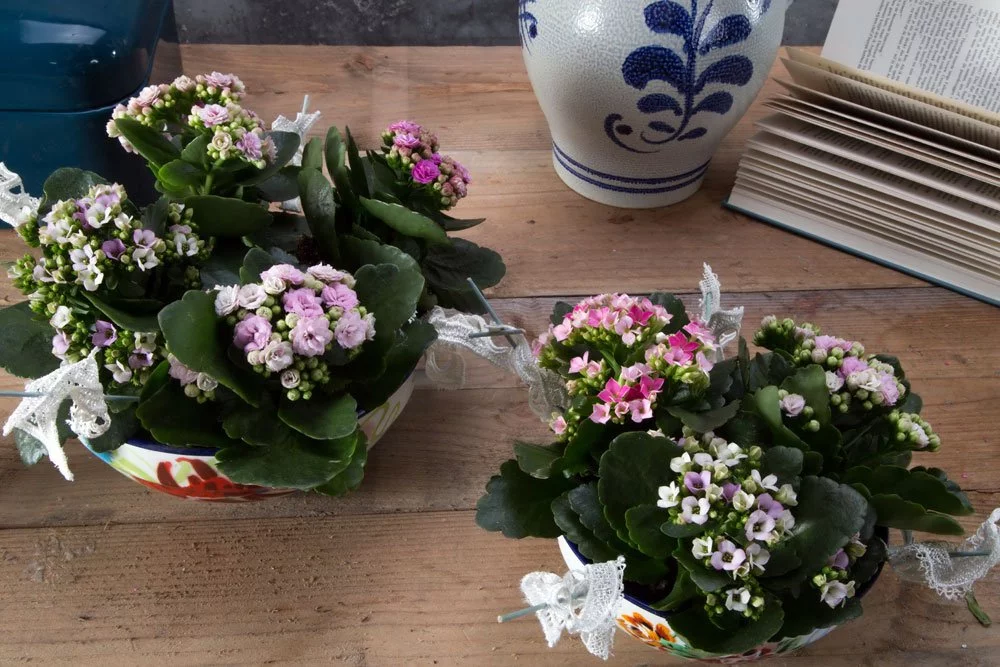 Kalanchoë zweifarbig Kalanchoë zweifarbig