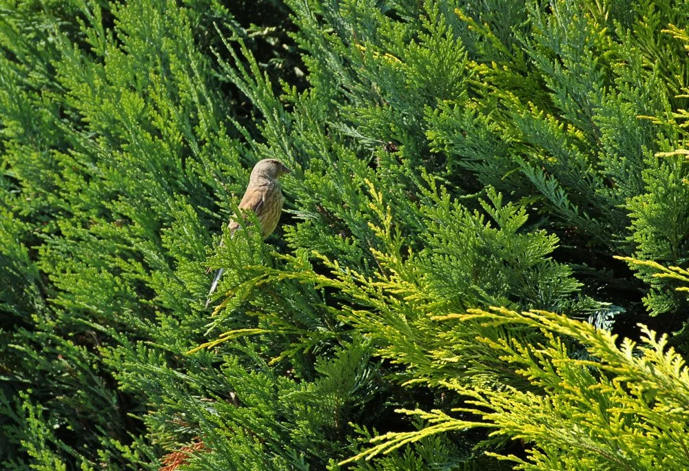 Vögel im Garten