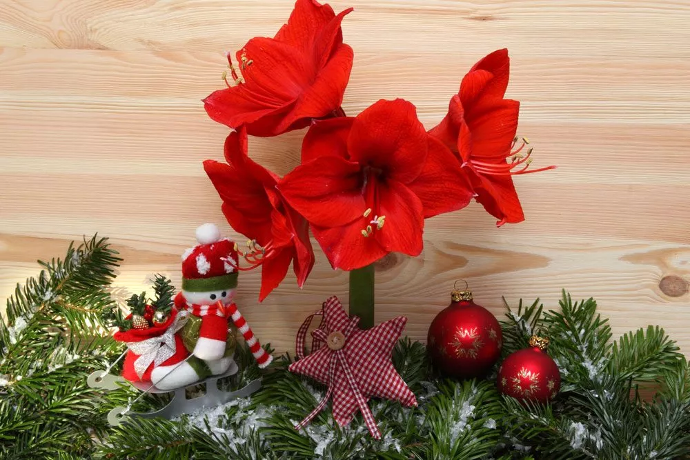 Amaryllis rot