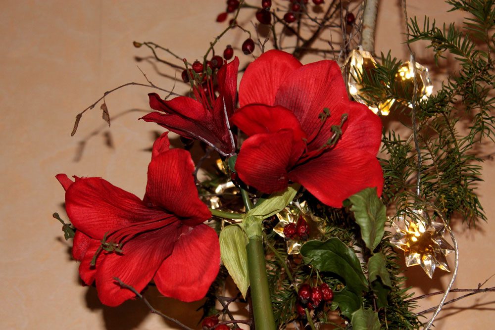 Amaryllis in der Vase