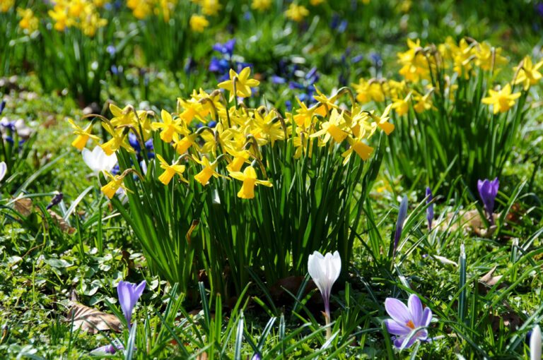 Von Januar bis Dezember Rund ums Jahr Blumenzwiebeln pflanzen!