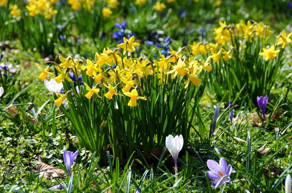 Blumenzwiebeln Pflanzzeitpunkt