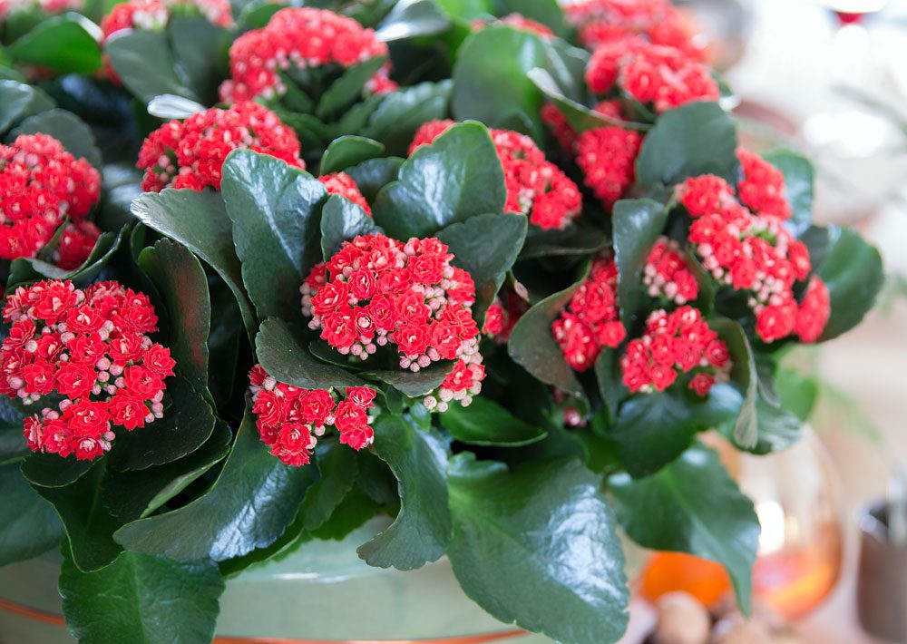 Kalanchoë Weihnachten