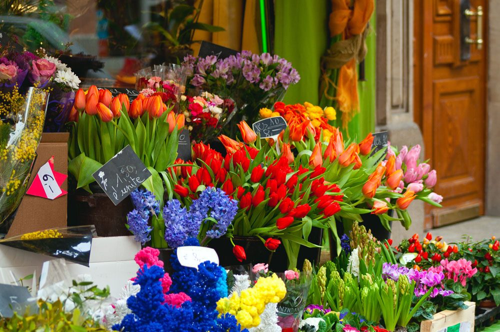 Tulpen kaufen Tipps