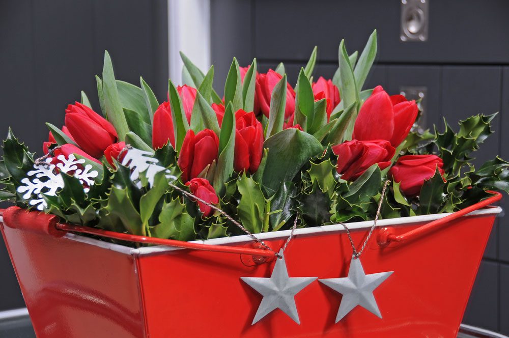 Tulpen zu Weihnachten