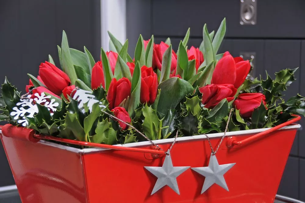 Tulpen zu Weihnachten