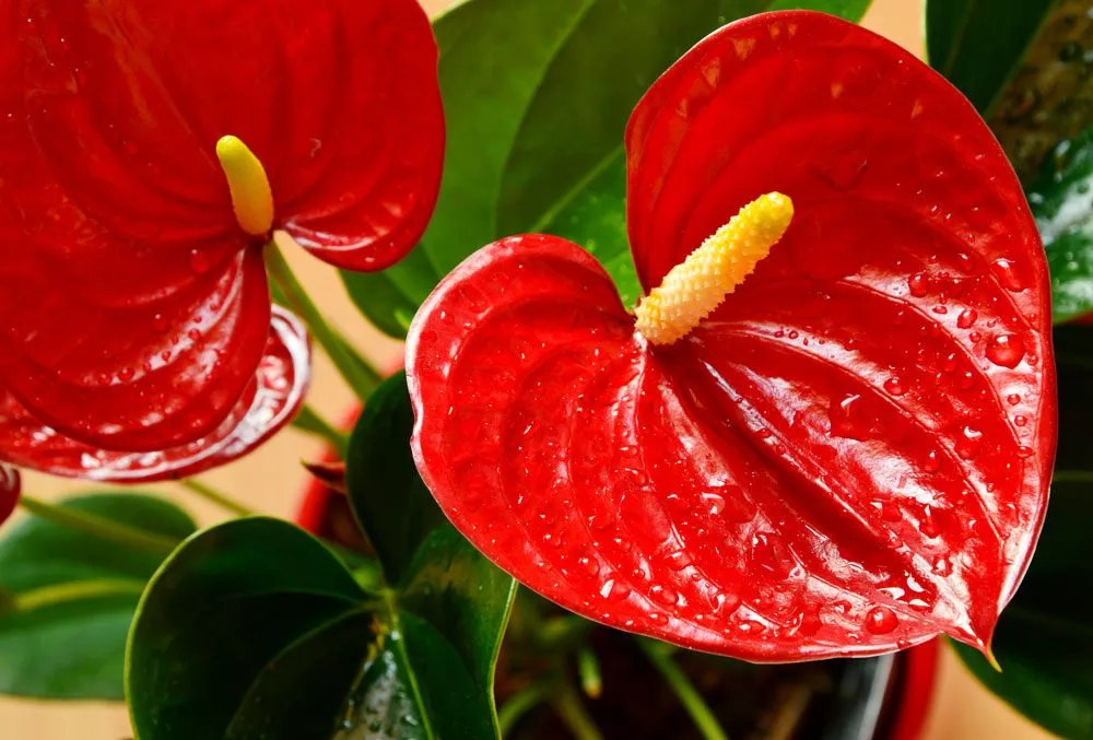 knallrote Anthurie Anthurien Valentinstag