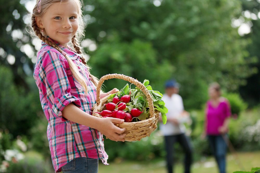 Radieschen ernten