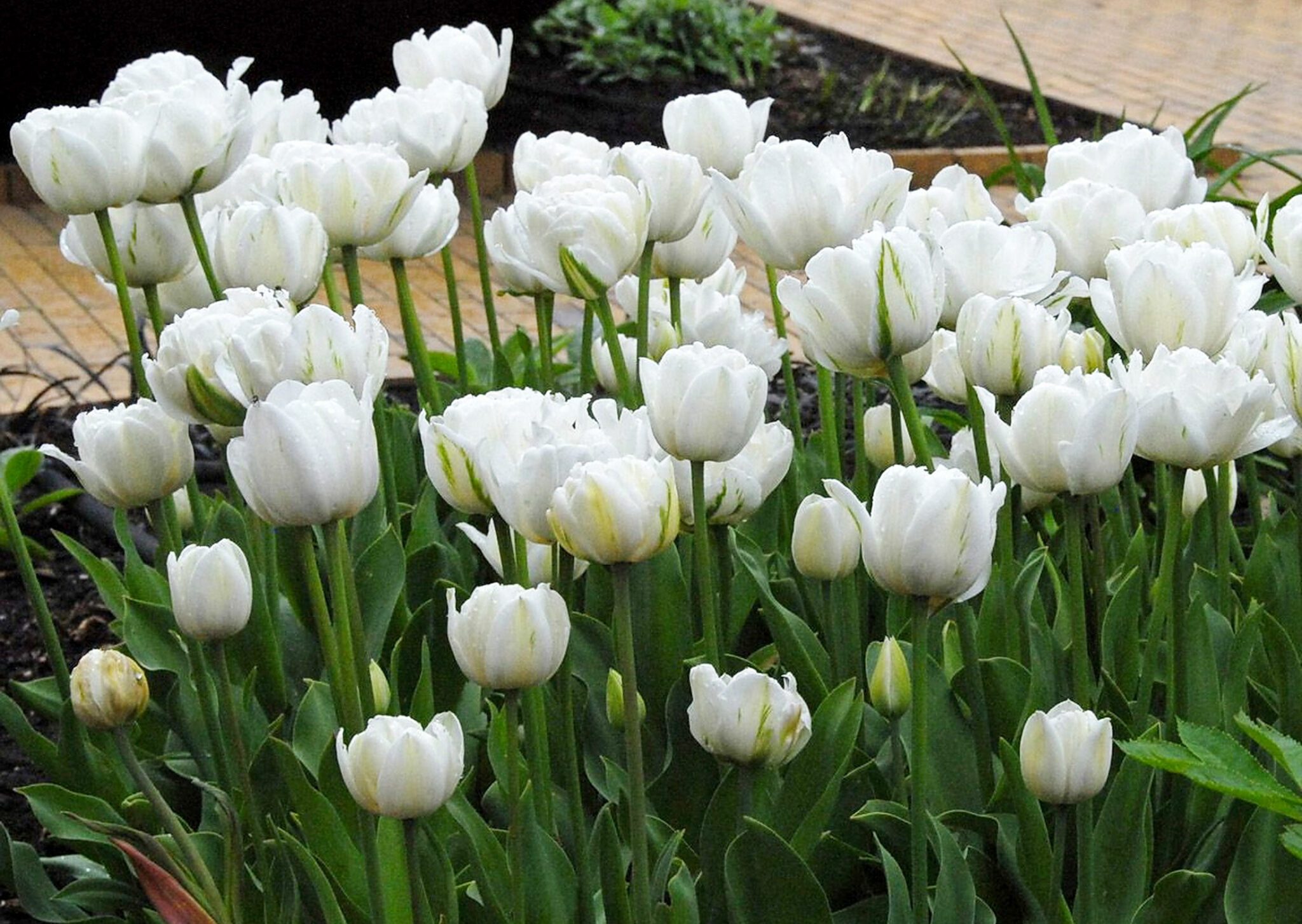 Oxalis versicolor zweifarbigen Sauerklee im Herbst pflanzen
