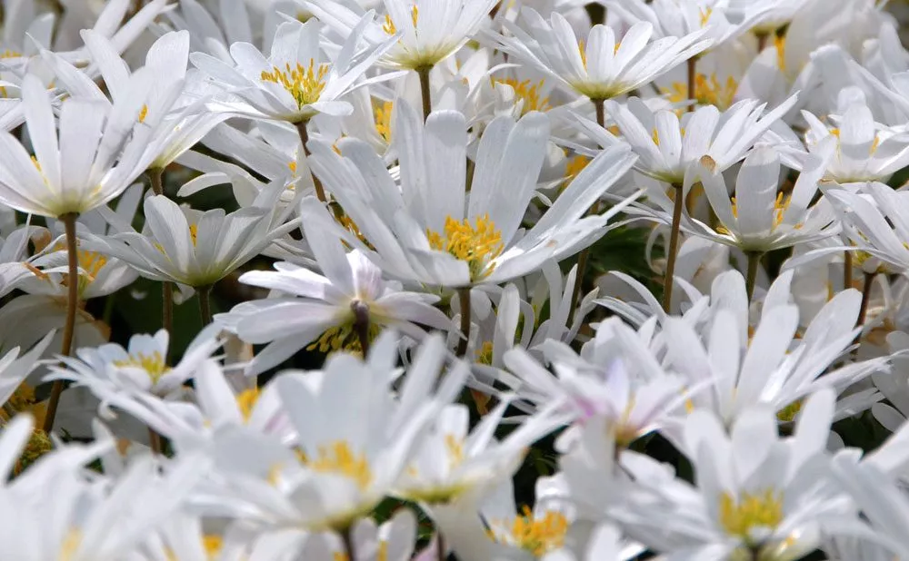 Anemone blanda