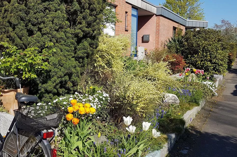 blühender Vorgarten Vorgarten im Frühjahr
