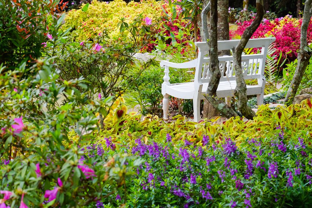 Cottage Garden Lavendel
