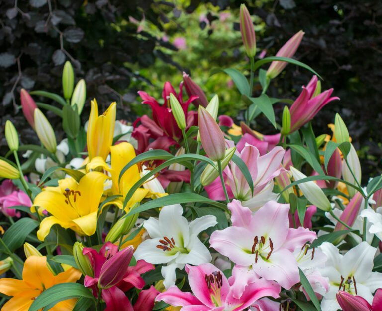 Garten im März Lilien pflanzen und Dahlien vorziehen