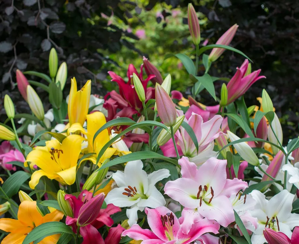 Lilien pflanzen