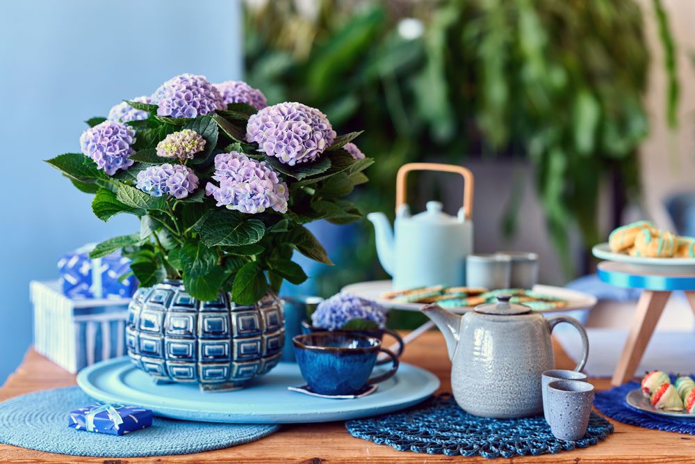 Blumenbouquet mit Hortensien Zimmerhortensien
