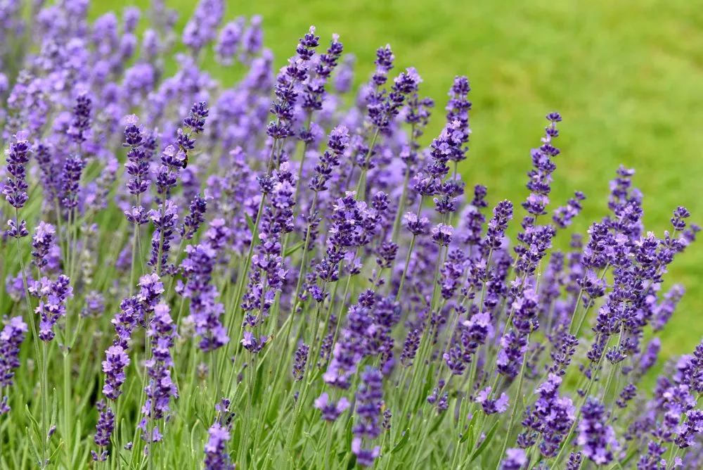 Lavendel Portrait