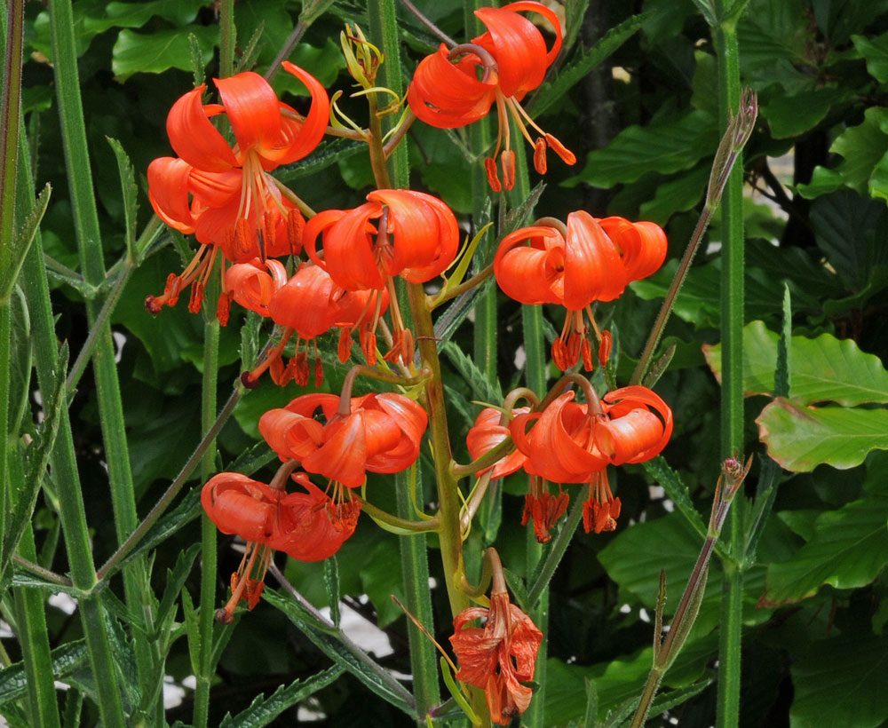 Lilien Blütezeit