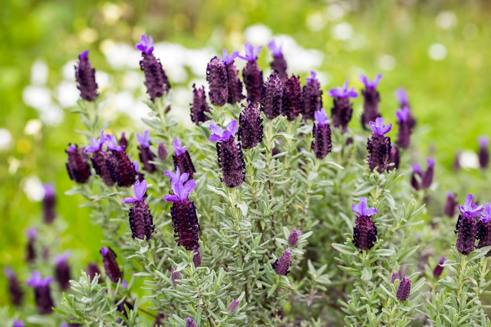 Schopf-Lavendel Schopf-Lavendel