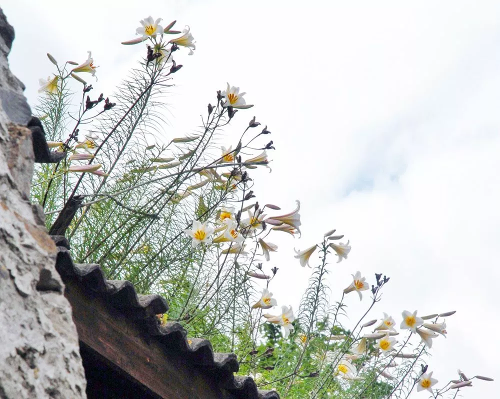 Botanische Lilien
