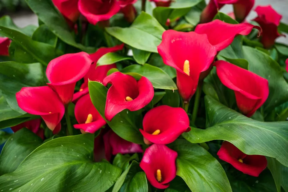 Zantedeschia