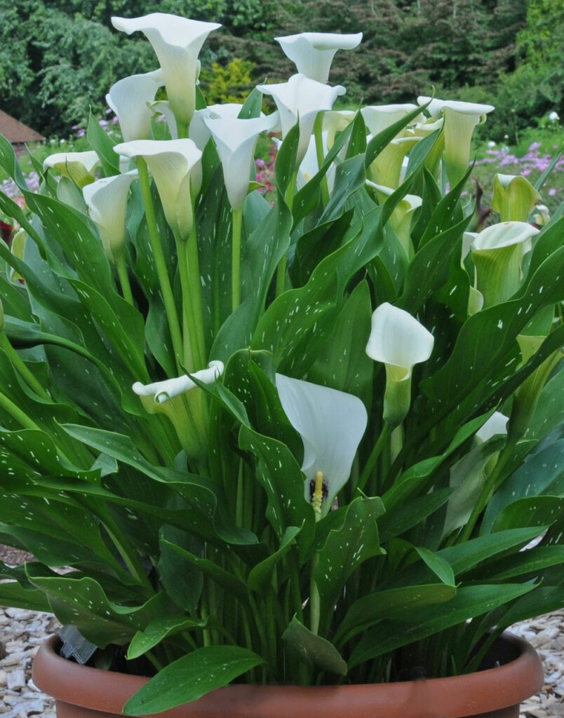 Zantedeschia im Kübel pflanzen