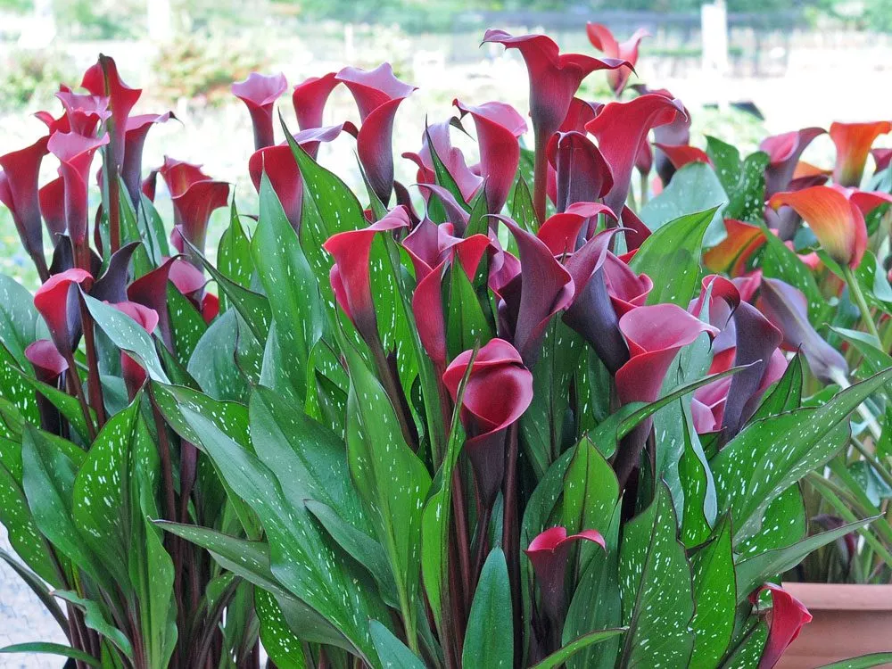 Zantedeschia pflanzen
