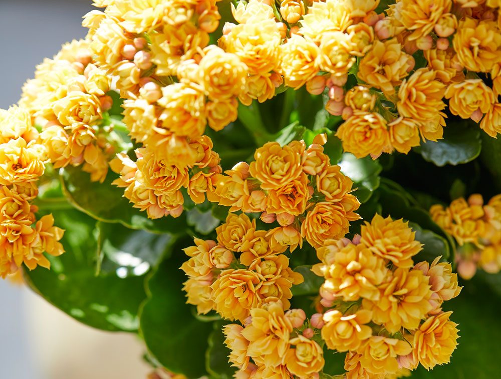 Kalanchoe Garden gelb Kalanchoe Garden
