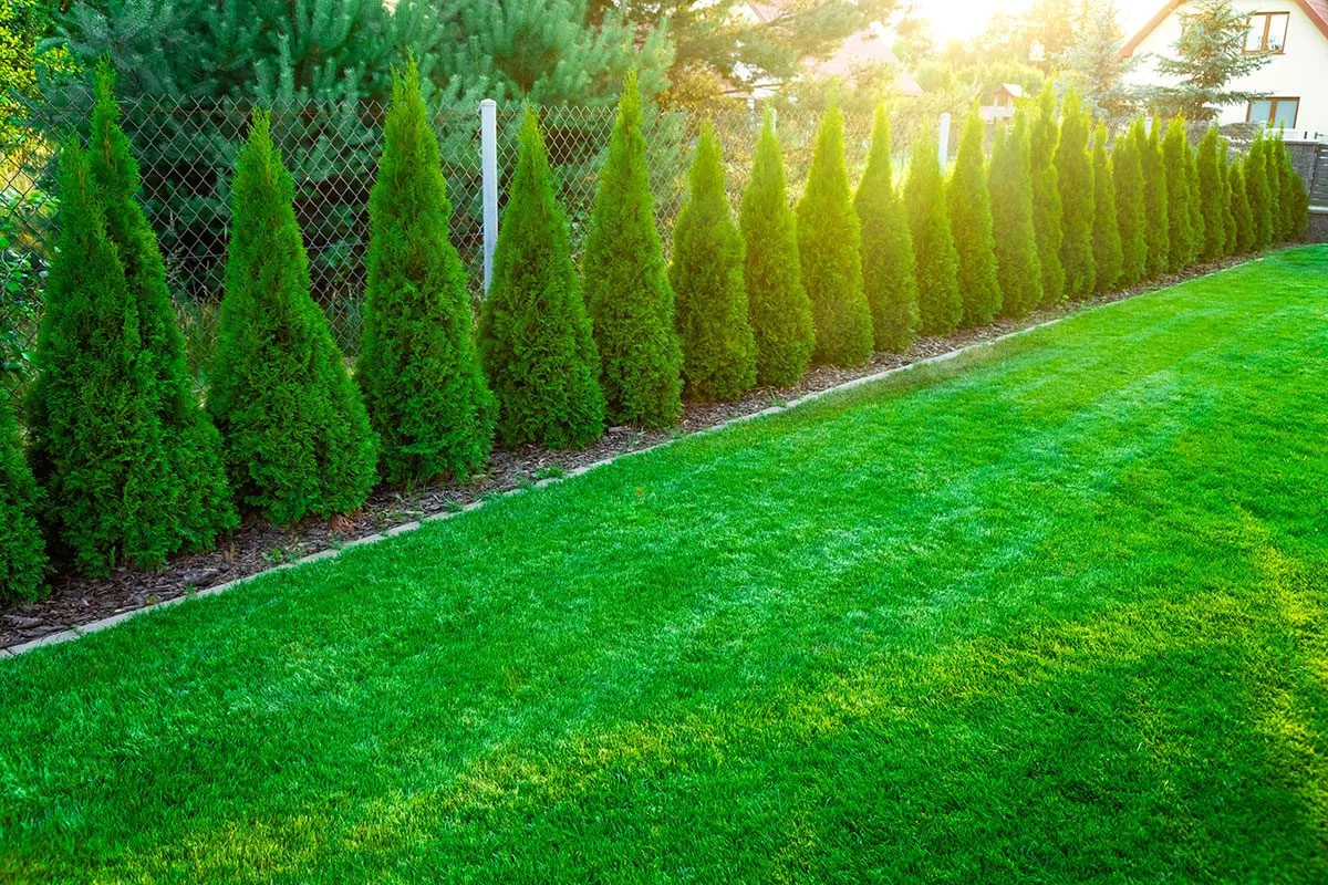 Thuja Ratgeber