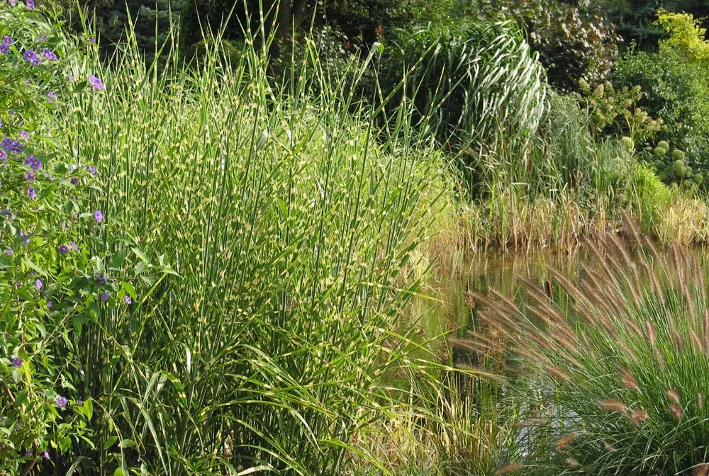 Gräser im Garten