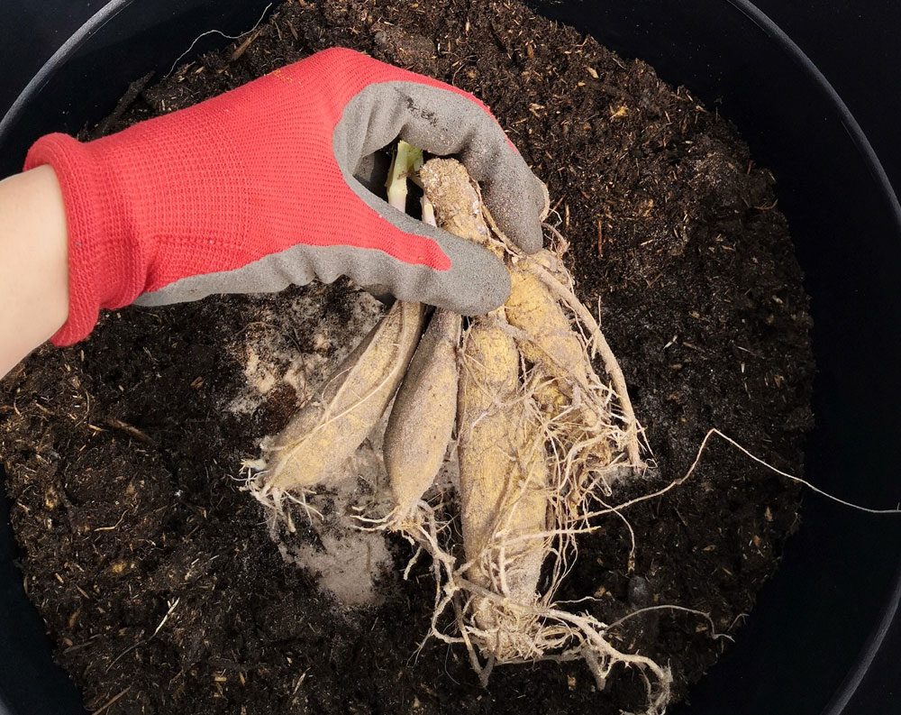 Dahlien Pflanzanleitung Dahlien pflanzen