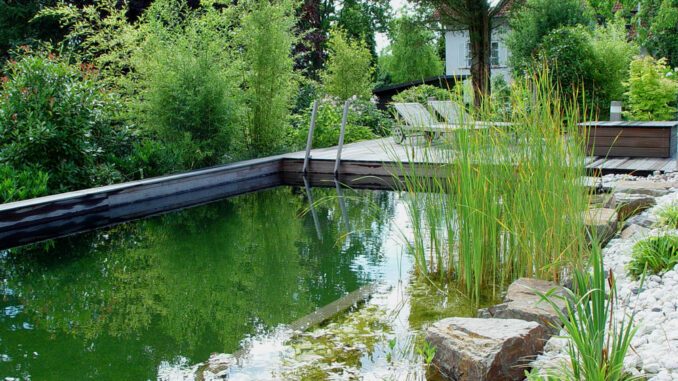 Für mehr Artenvielfalt Wassergärten lieben Gräser