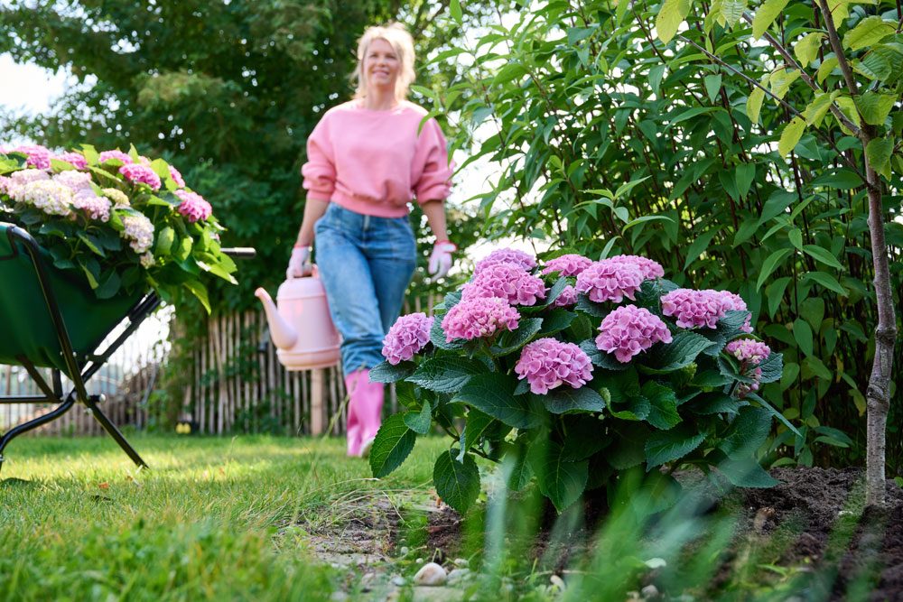 Hortensien richtig gießen