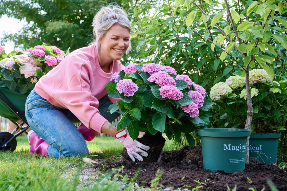 Hortensien vertragen keine Staunässe