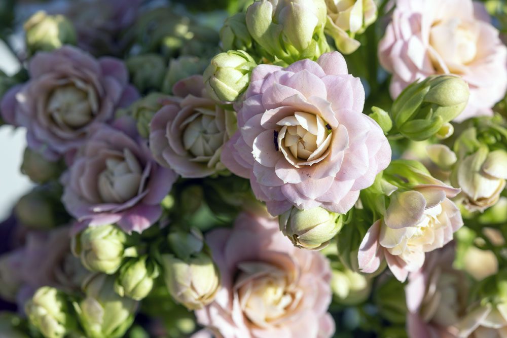 gefüllte Kalanchoe