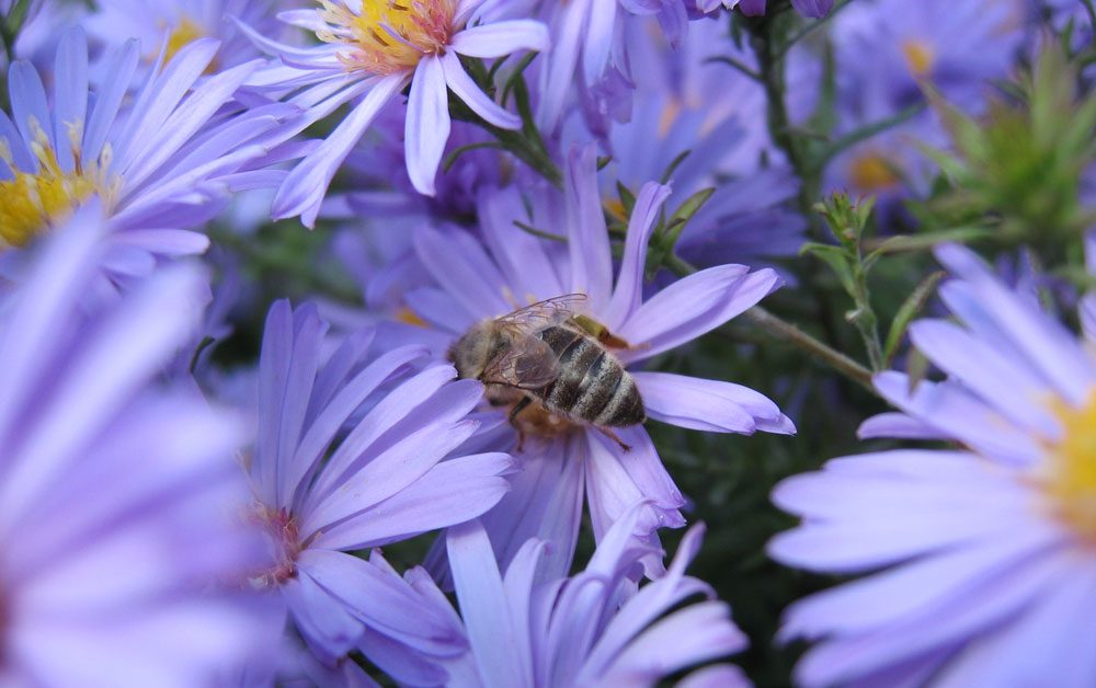 Wildbienen Garten