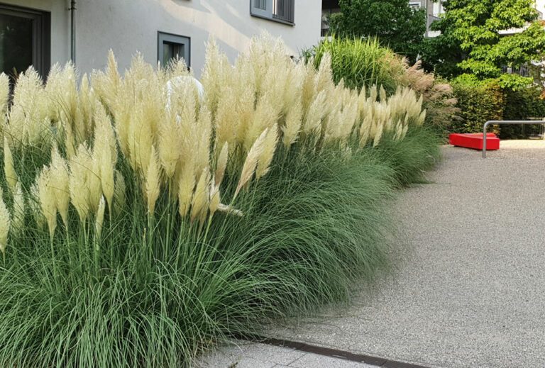Bodendeckende Gräser Mit ihnen zeigt sich der Garten auch nach dem