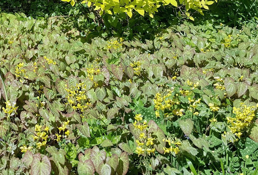 Bodendecker Elfenblume Elfenblume