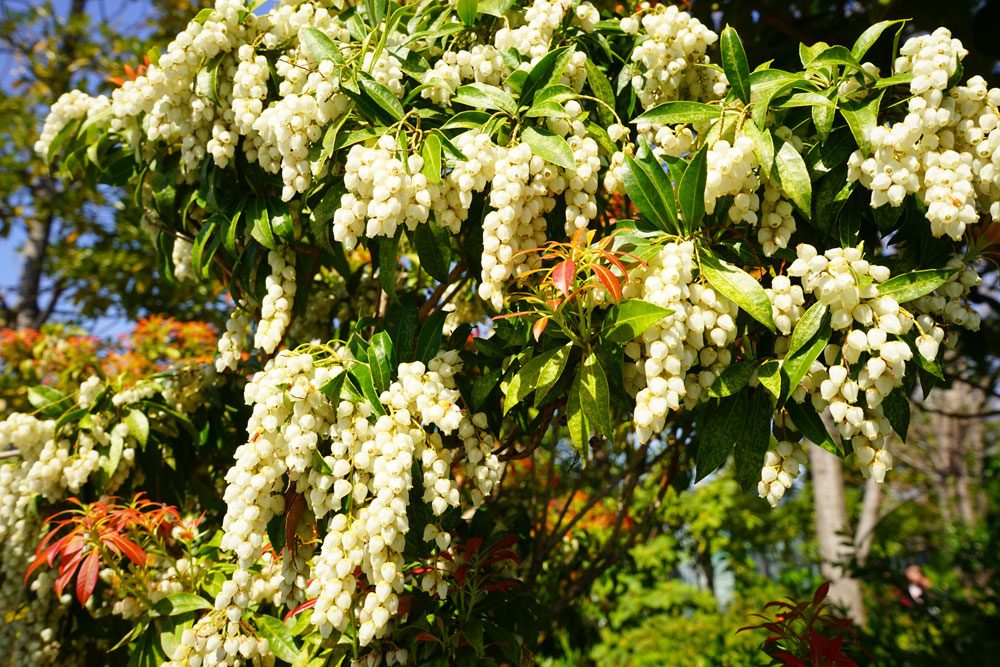 Japanisches Schattenglöckchen Japanisches Schattenglöckchen