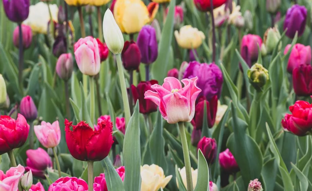 neue Tulpensorten 2023