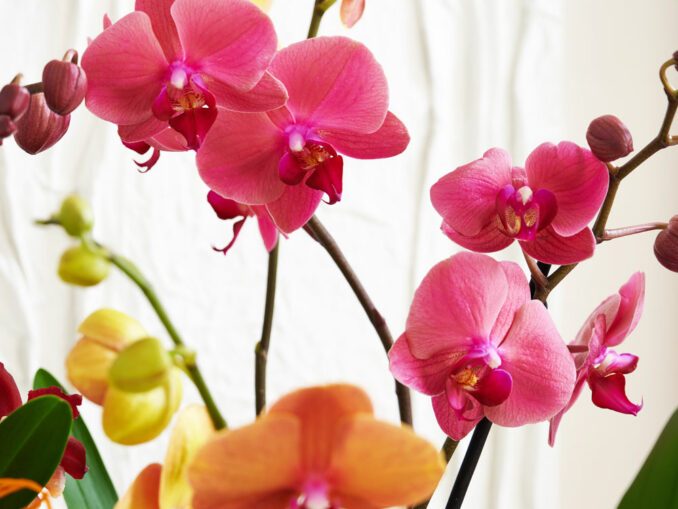 Phalaenopsis-Orchideen