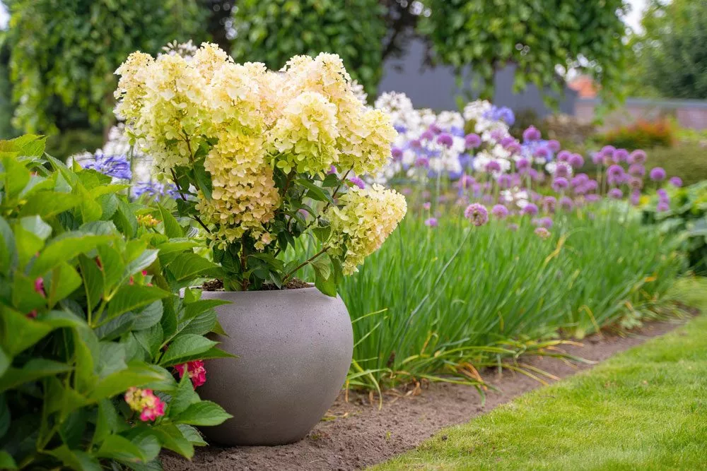 Rispenhortensie Little