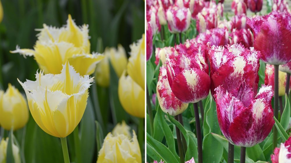 Crispa-Tulpen 'Burning Flame' und 'Rick Rack Plum' neue Tulpensorten