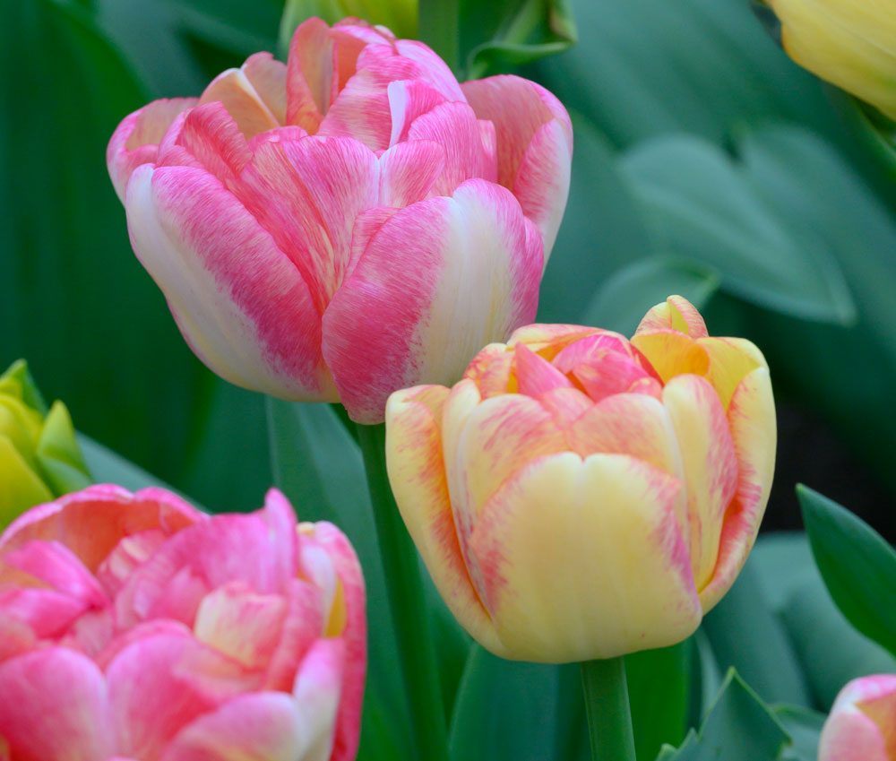 Tulpe Double Aloha neue Tulpensorten