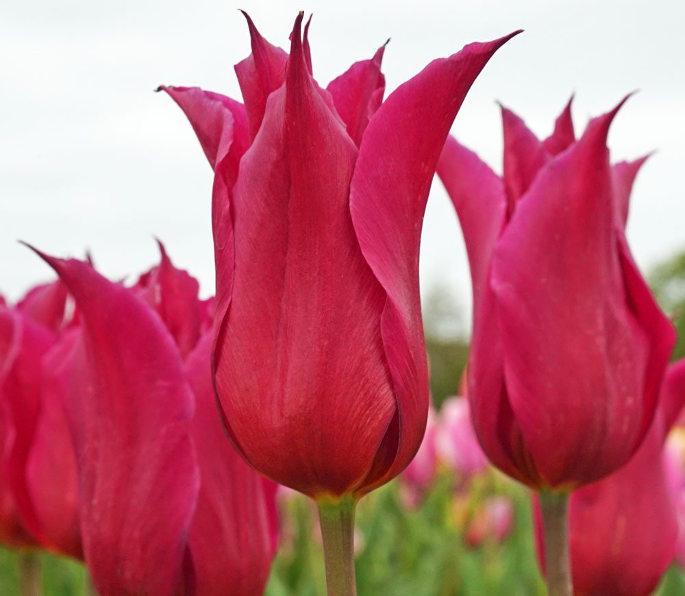 Tulpe Queen Rania neue Tulpensorten