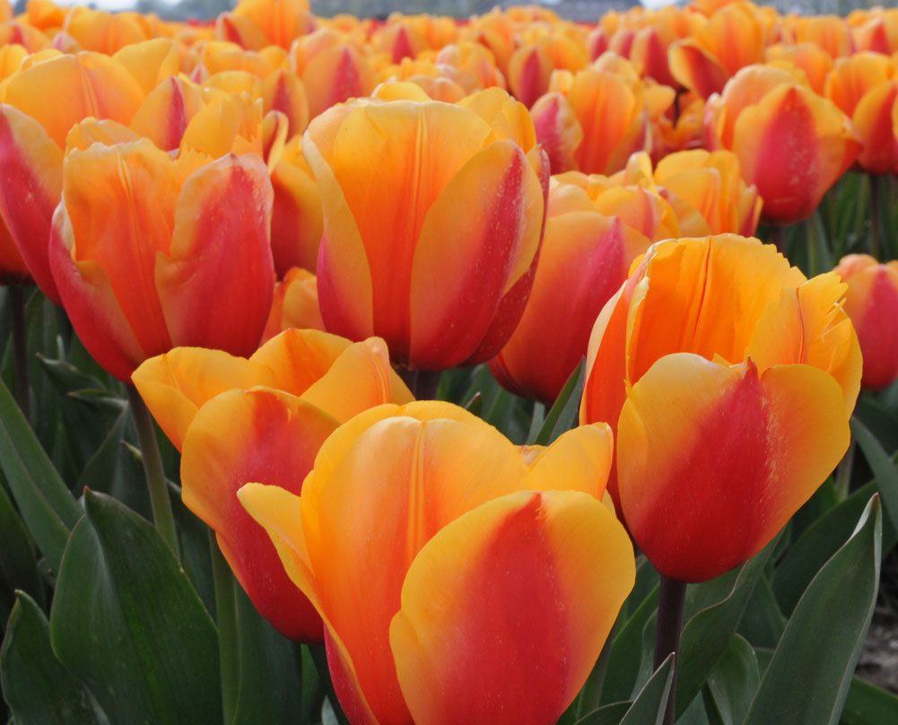 Tulpe Salmon Lalibela neue Tulpensorten